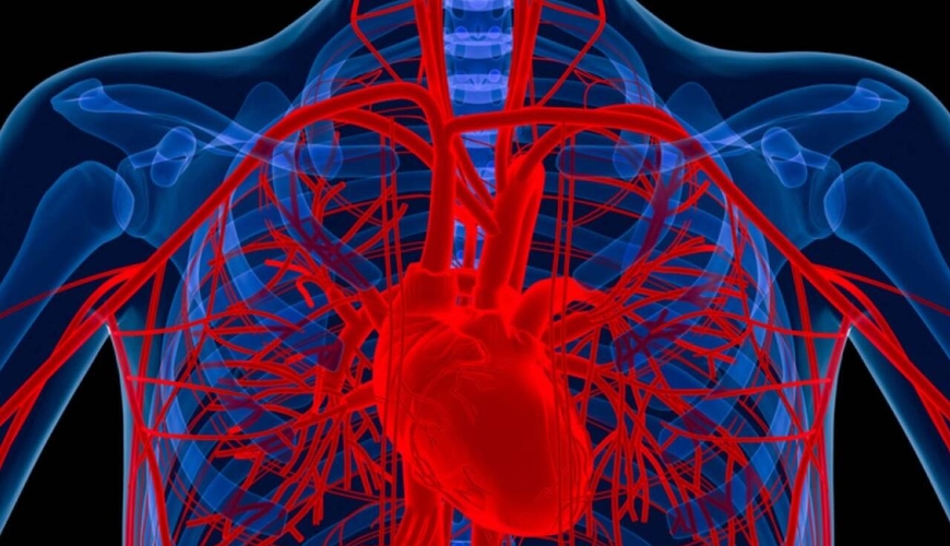 Alimlər xəstənin öz hüceyrələrindən damar hazırladı