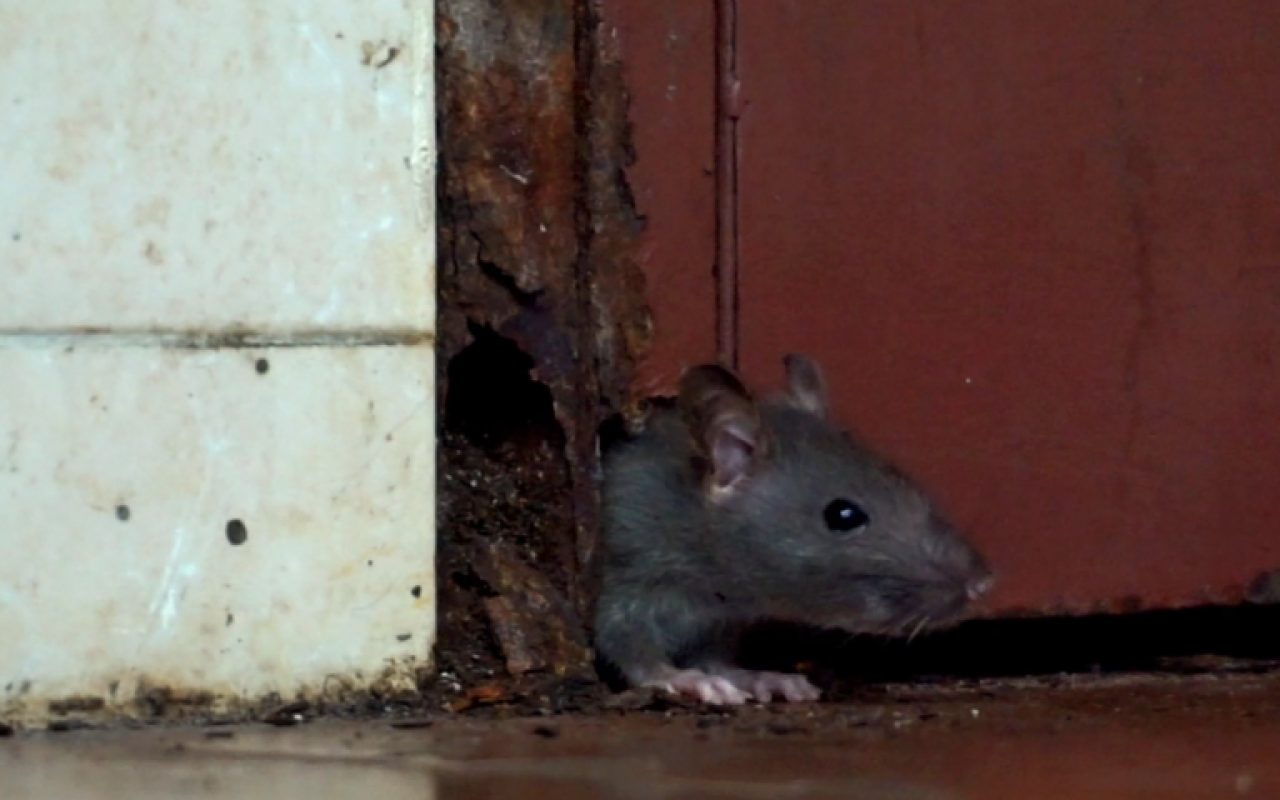 Bakıda siçovullar maşınlara zərər vurdu - VİDEO