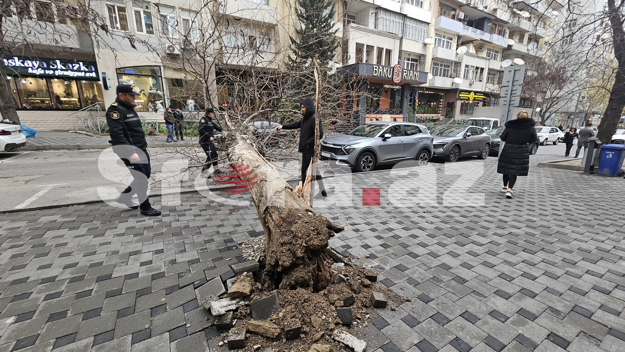 Bakıda ağac avtomobillərin üzərinə aşdı - FOTO