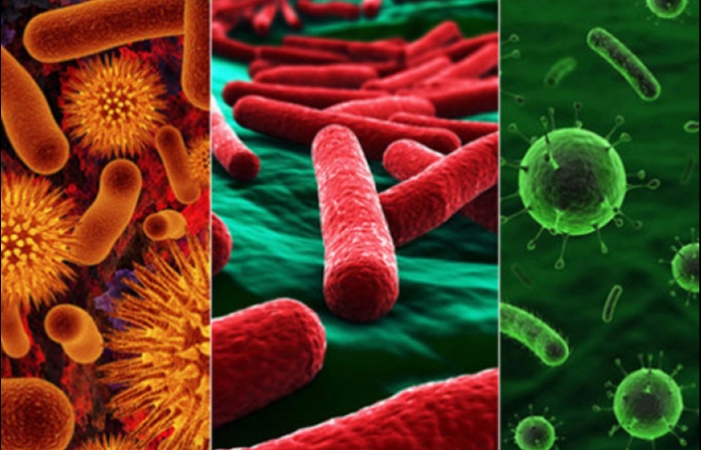 Gündəlik menyunuzda bu bakteriya olmalıdır