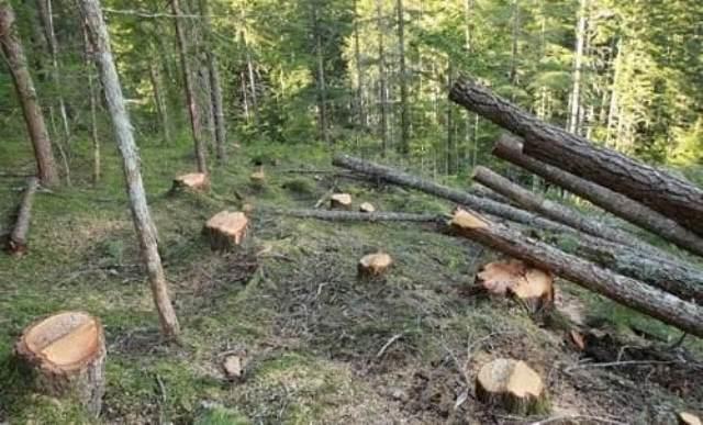 Kəsdiyi ağac üstünə aşdı, öldü