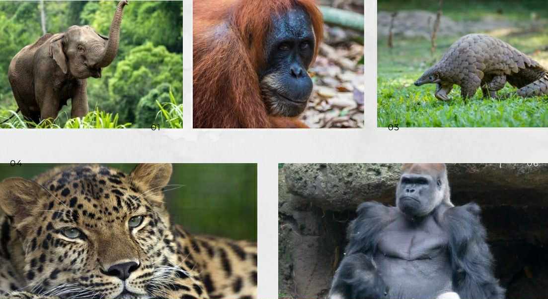 Nəsli tükənməkdə olan heyvanlar - ADLAR