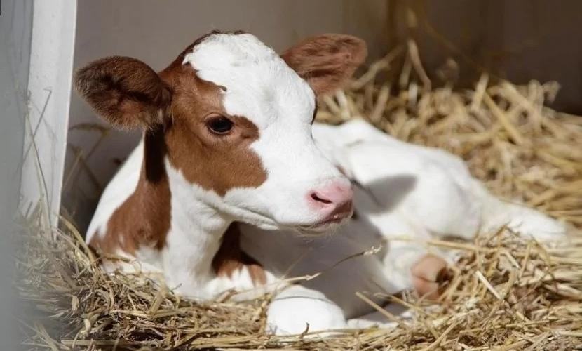 Bu ətlər artıq ÖLKƏDƏ SATILMAYACAQ