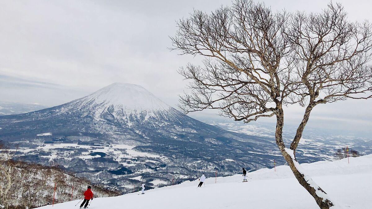 Turist axınının qarşısını almaq üçün ağacları kəsdilər, daha çox gəldi
