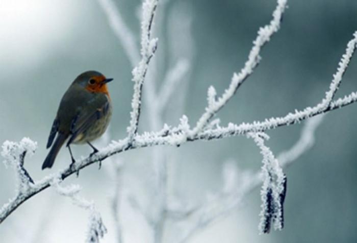 Hava proqnozu: şaxta olacaq