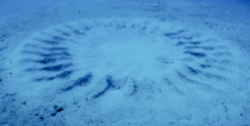 Sualtı "əkin dairələri"nin sirri açıldı - müəllifləri balıqlardır