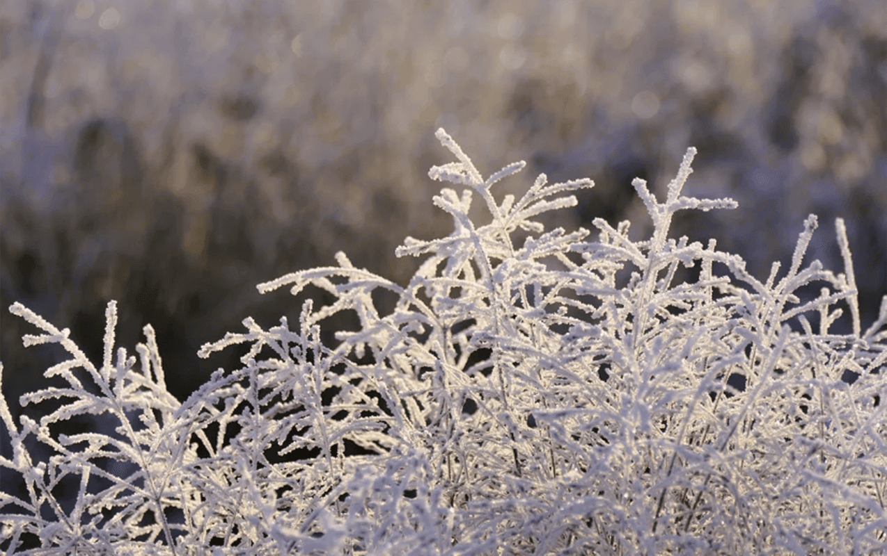 16&deg; şaxta olacaq