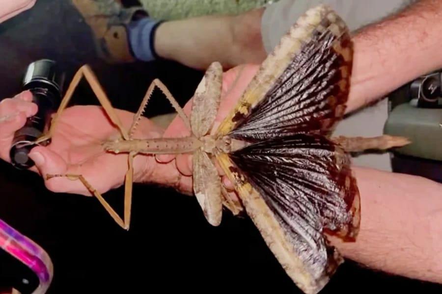 Bakıda qorxunc həşəratlar yayılır