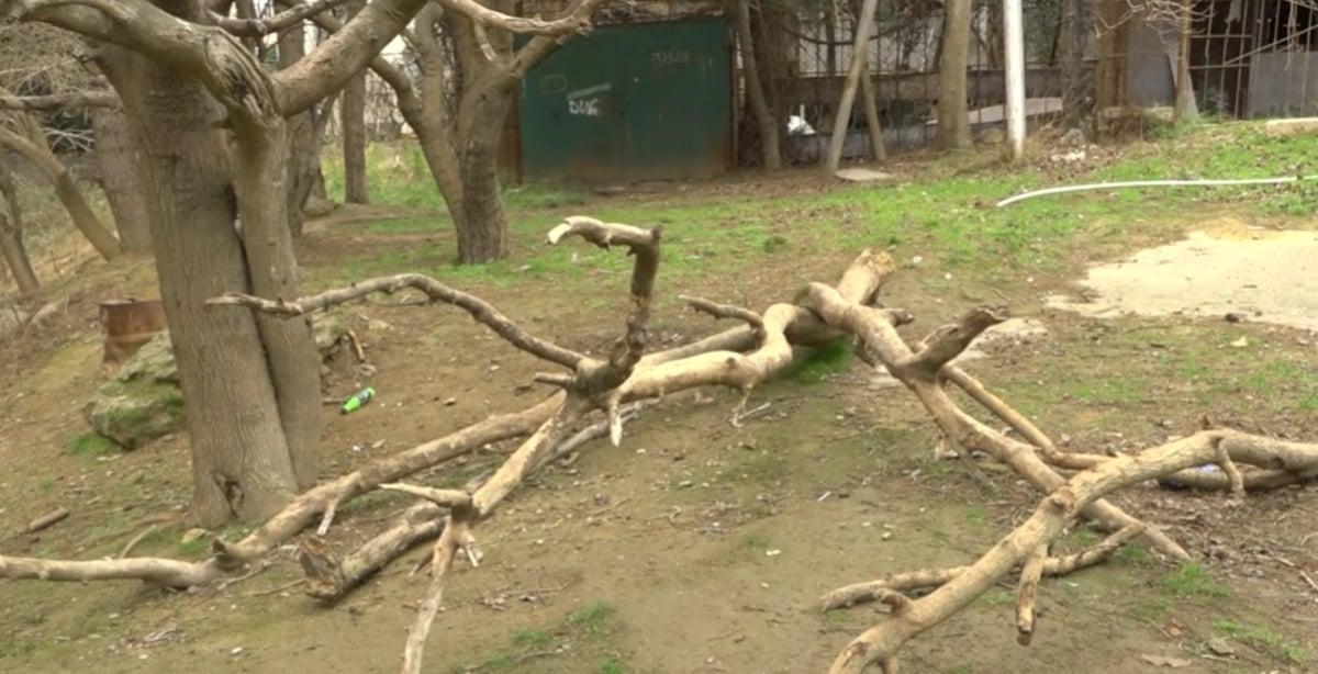 Sabunuçuda ağacları yandırıb ev tikirlər - VİDEO