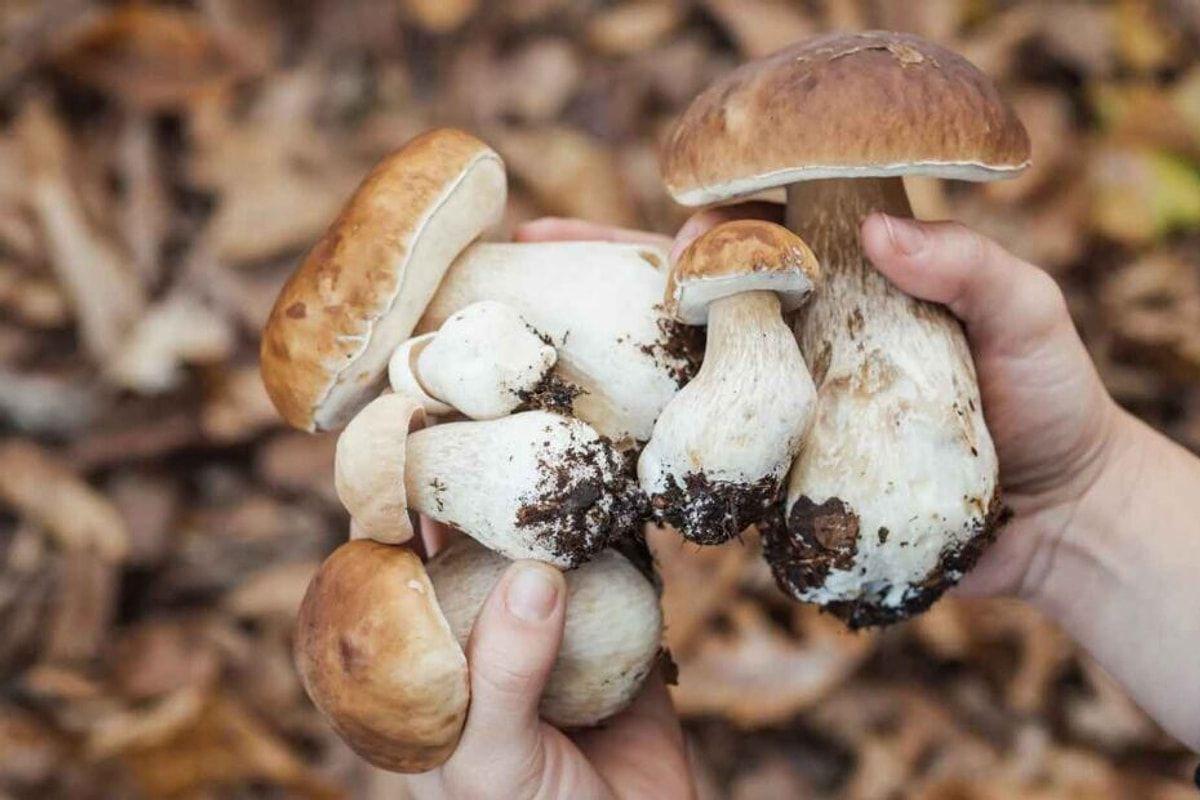 Bu göbələyi yeyənlərin gözünə balaca insanlar görünür