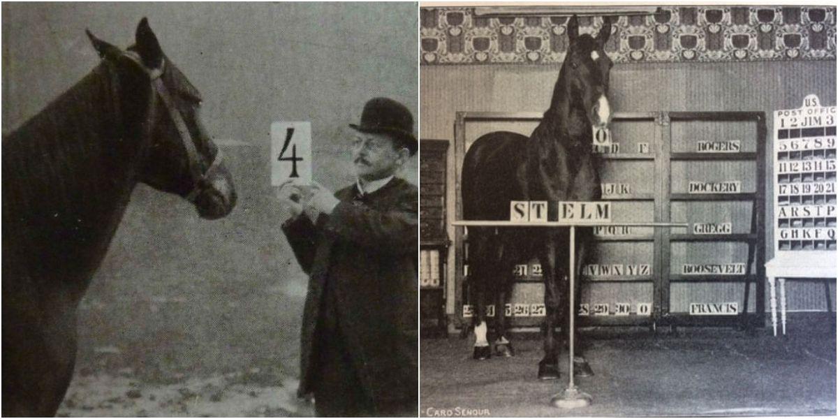 Bu at riyaziyyat bilirdi - elm çaşqın qaldı