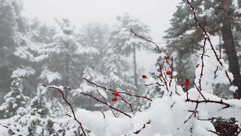 Soyuqlar nə zaman bitir? - Böyük və kiçik çillə