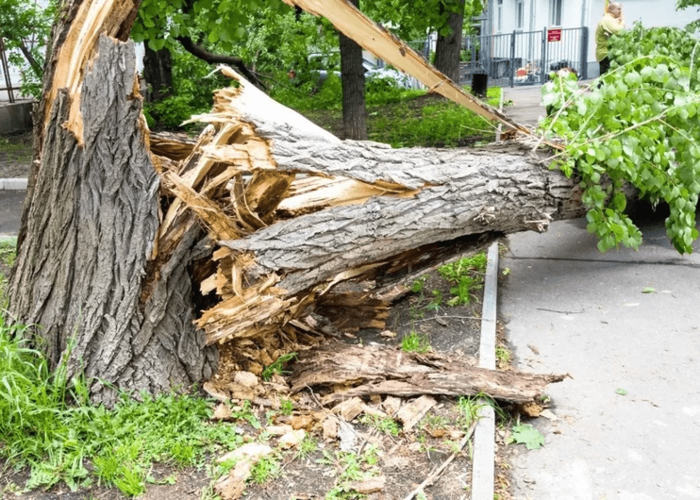 Yaşlı qadın ağacın altında qaldı - VİDEO