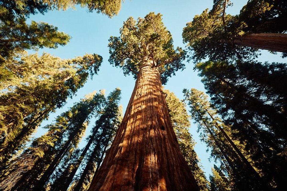 Dünyanın ən böyük və qədim ağacı