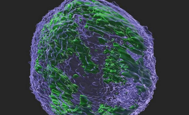 4 manatlıq məhsul xərçəngin dərmanıdır