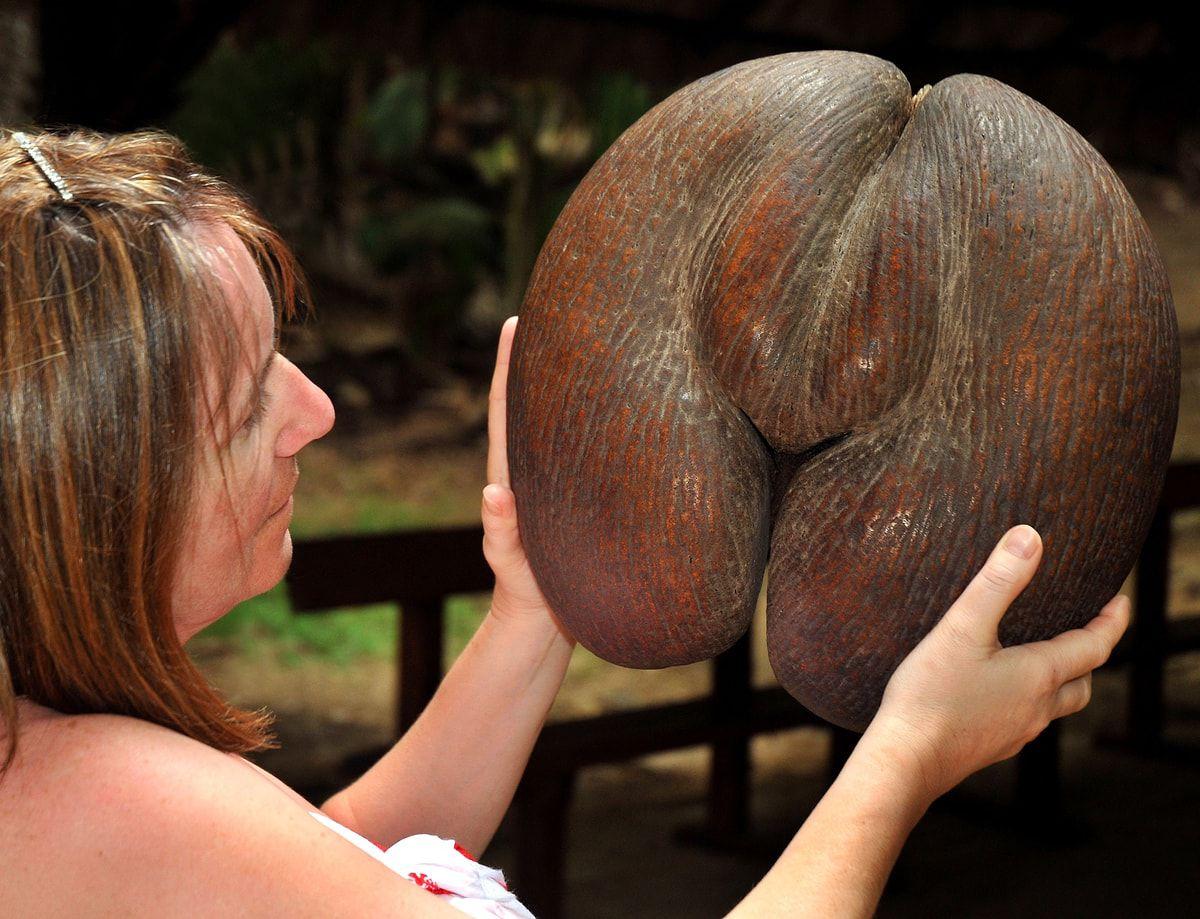 Tək bir toxum 30 kiloqram ağırlığındadır