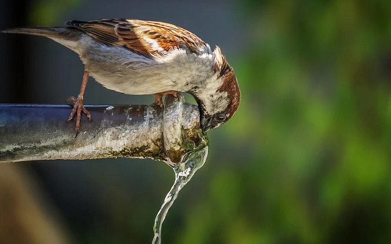 Üç gün sonra ilk çərşənbəni qeyd edəcəyik