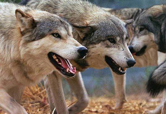 İki rayonda canavarlar təsərrüfatlara hücum etdi -VİDEO