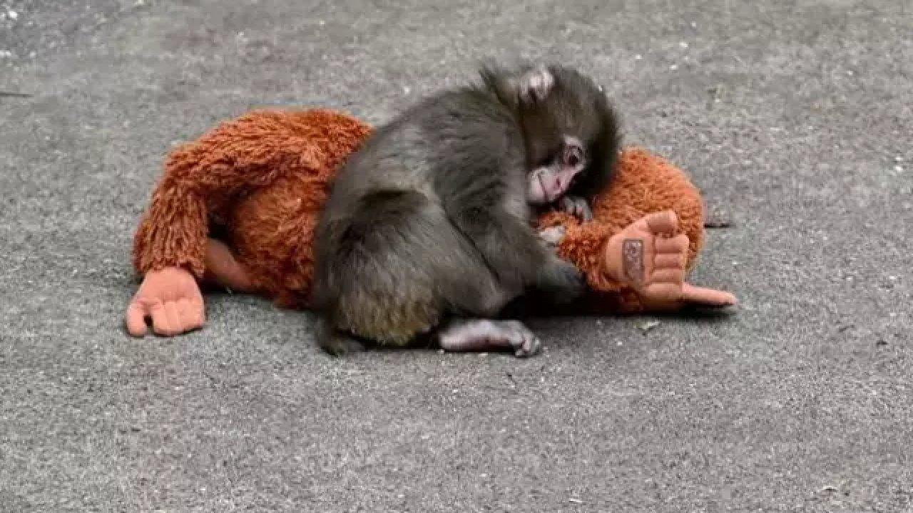 Viral olan oyuncağın satışı rekord qırdı