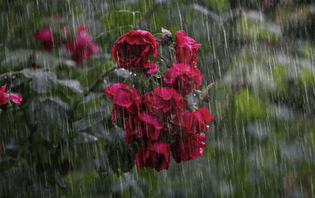 Qar, yağış, külək... - Faktiki hava açıqlandı