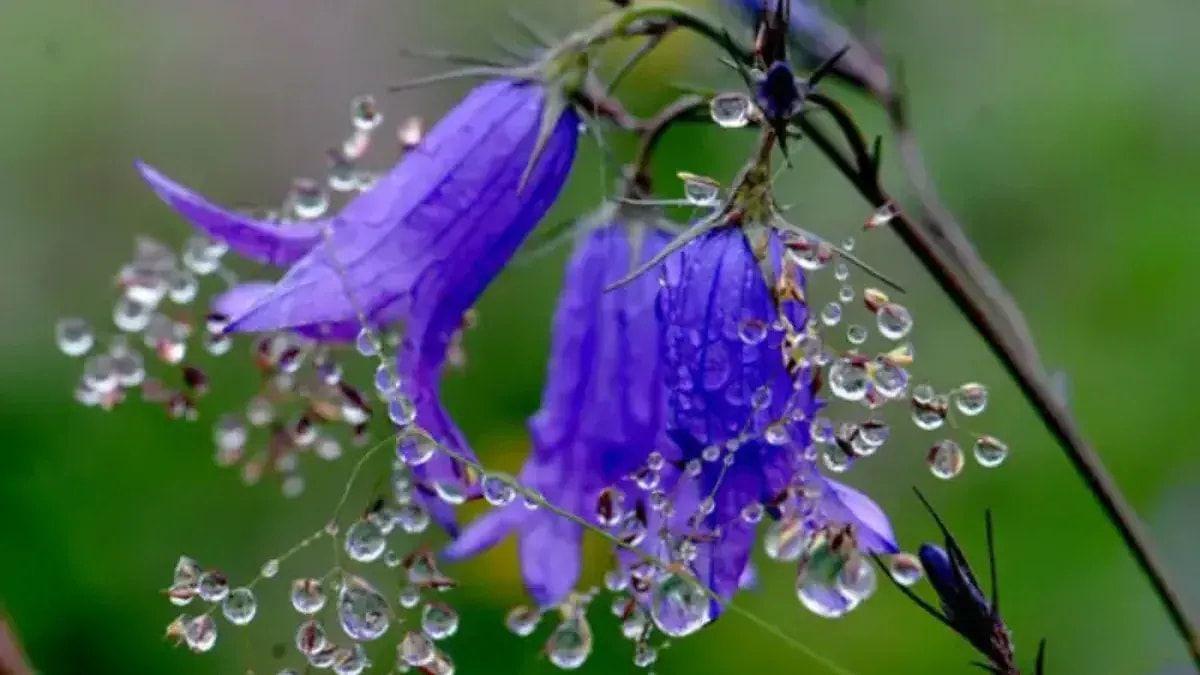 Cemrə düşməsi nədir?