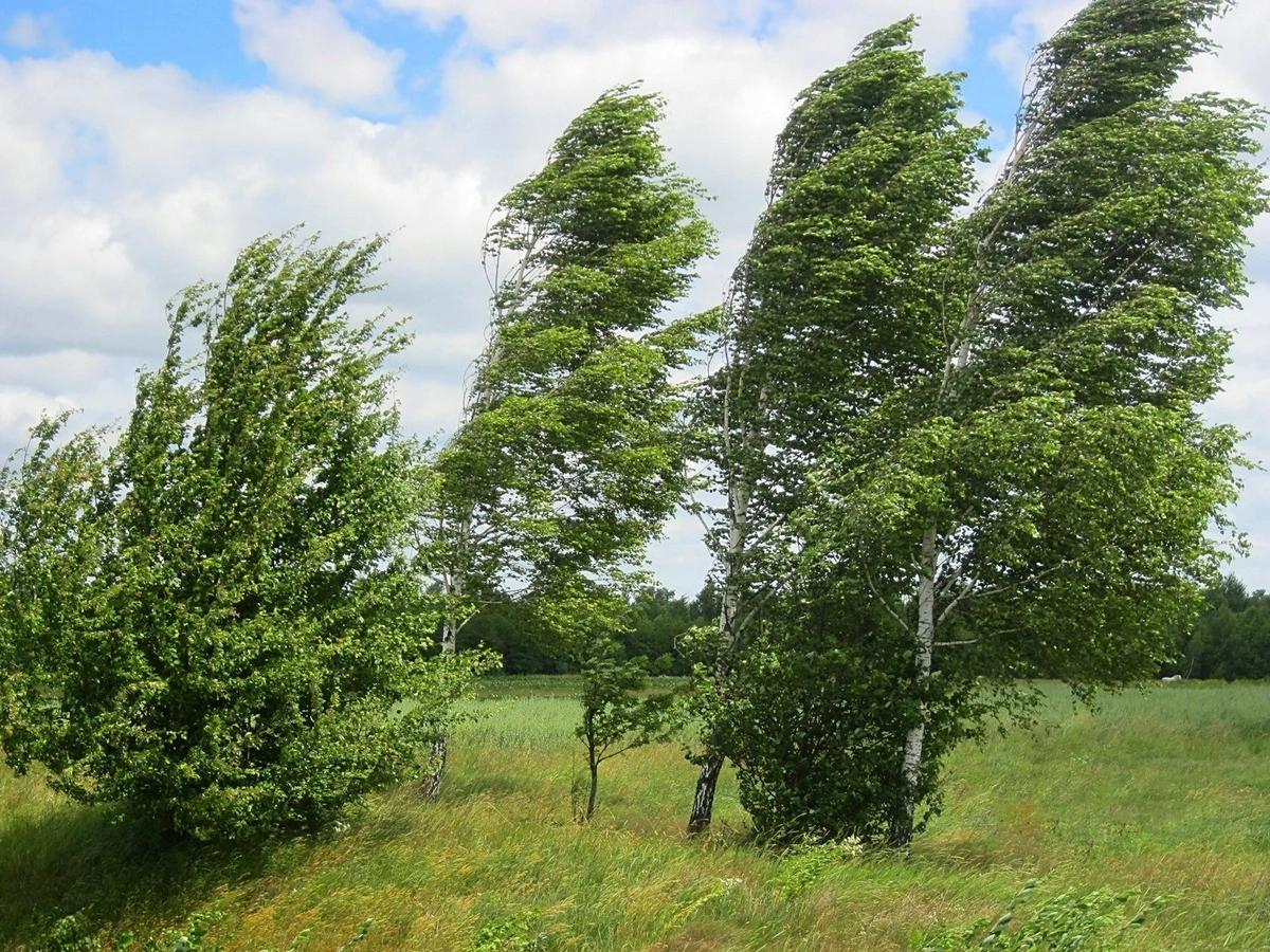 Küləkli hava bağlı xəbərdarlıq edildi