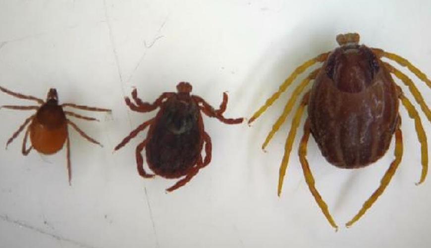 Ölümcül virüs daşıyan gənələr yayır