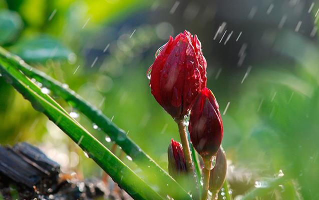 Bakıya yağış, rayonlara qar yağır - FAKTİKİ HAVA