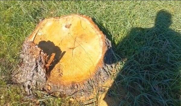 15 ağac kəsildi: cinayət işi açıldı