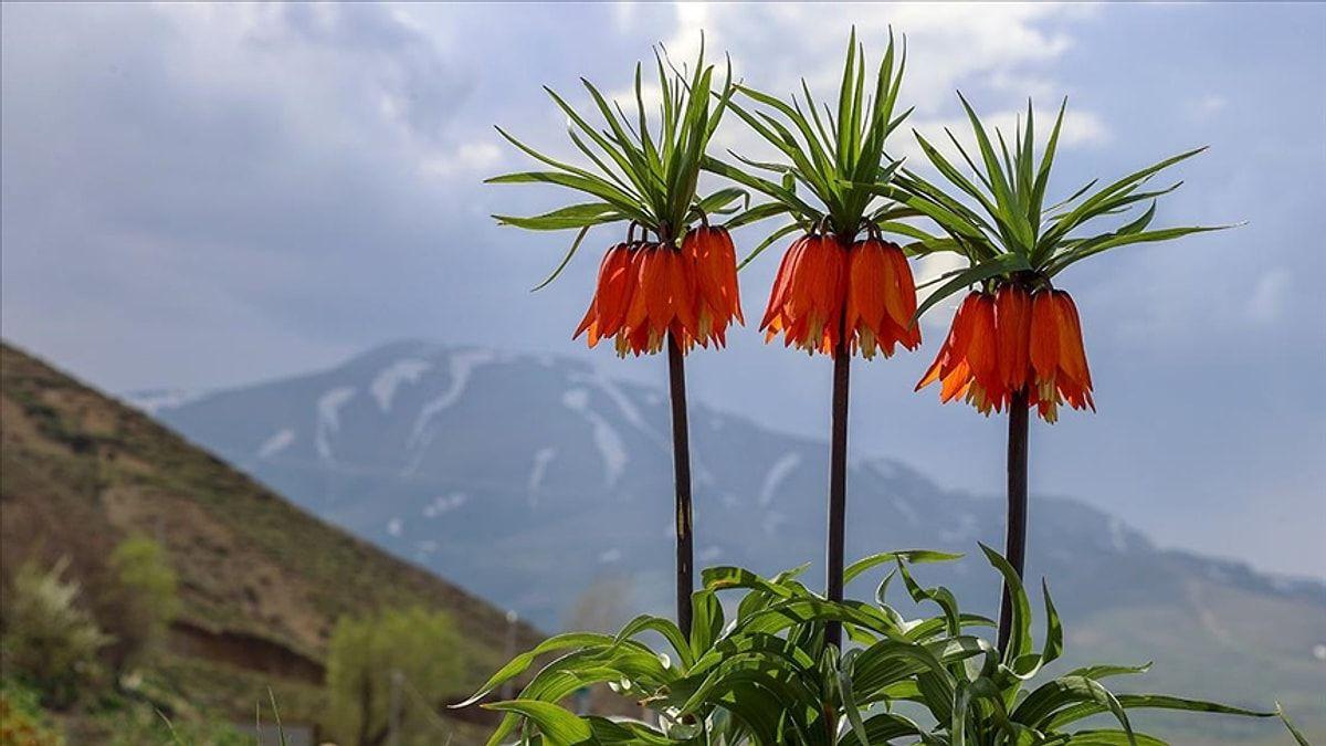 İldə cəmi 20 gün yaşayır: qopardan cərimələnir