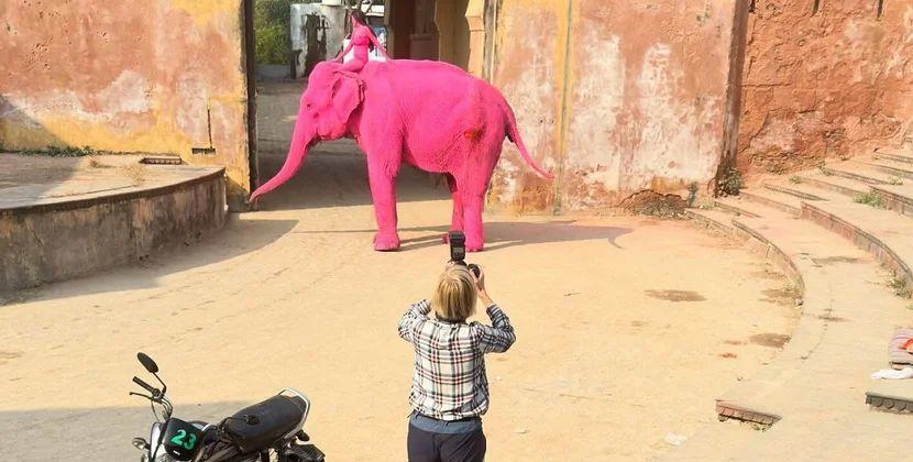 Bloqqerin fotosessiya üçün çəhrayı rəngə boyadığı fil öldü