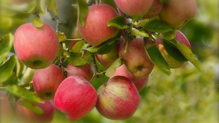 Bu almaların 80%-i zəhərlidir - İNANILMAZ NƏTİCƏ