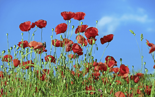 Bu gün 23 dərəcə isti olacaq