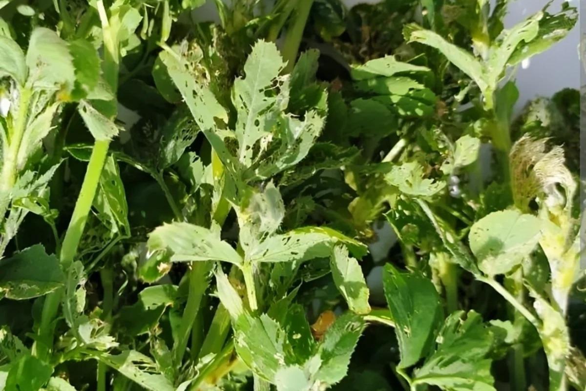 Bu rayonda zərərverici həşəratlar sahəyə yayıldı