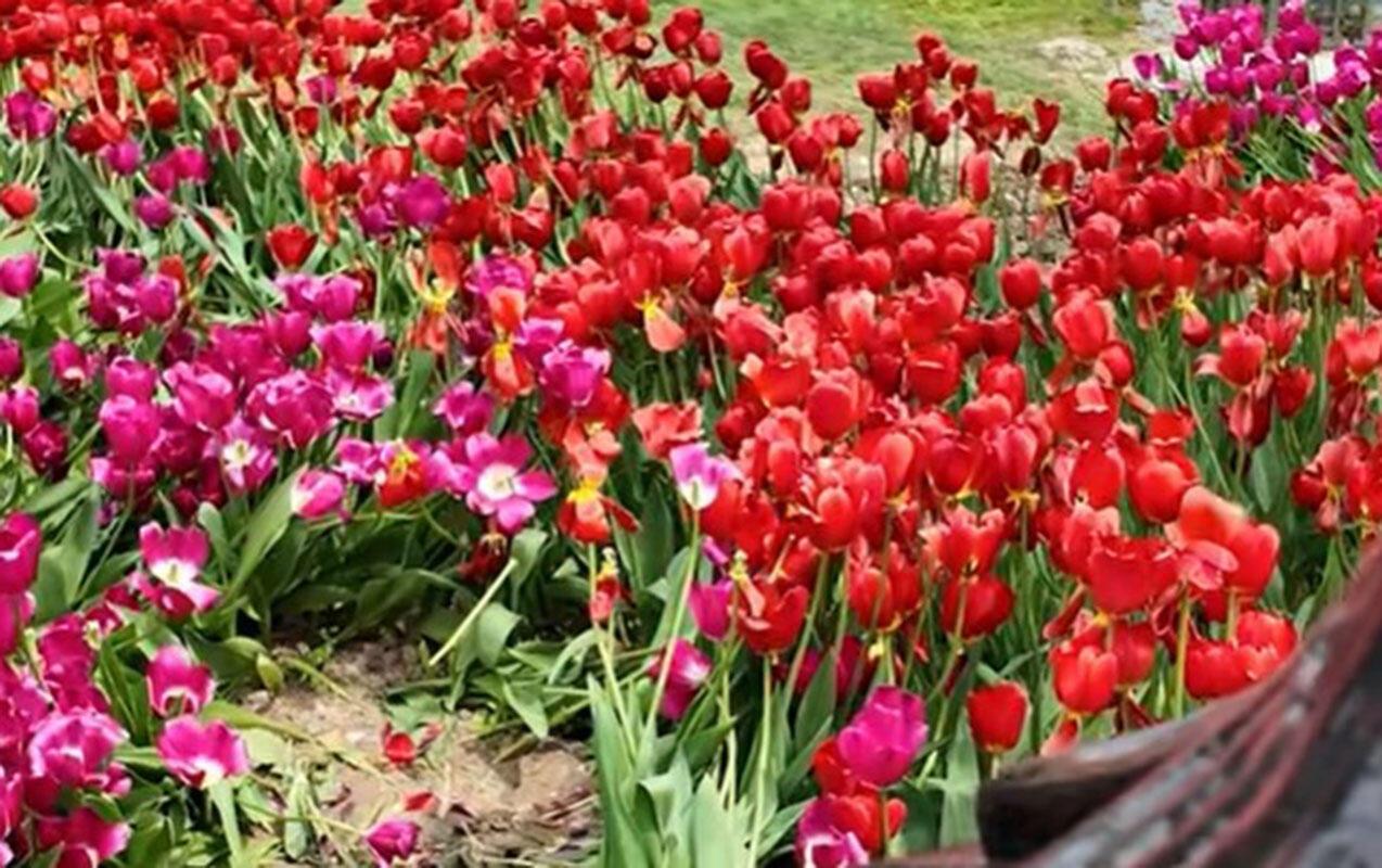 Bulvardakı zanbaqları kim bu hala salıb? - VİDEO