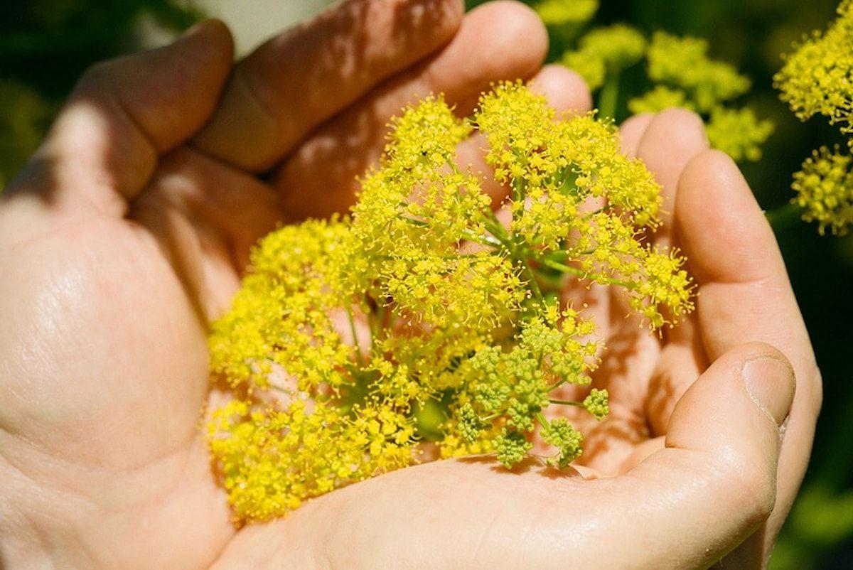 Qədim dövrlərdə istifadə edilən sirli bitki