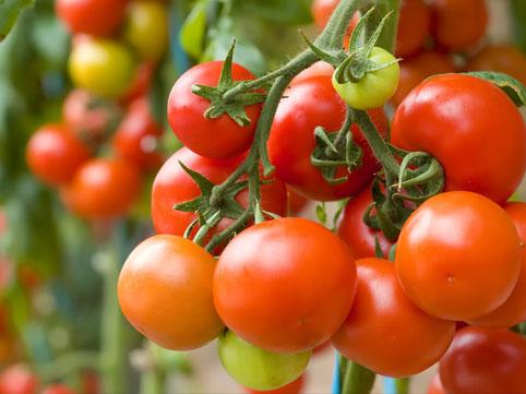 Fermerlərin zəhməti boşa gedir - Pomidorlar niyə çürüyür?