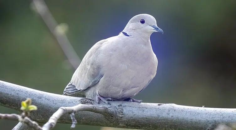 44 il yaşayan "Şuqar": rekord qıran göyərçinin təsirli hekayəsi