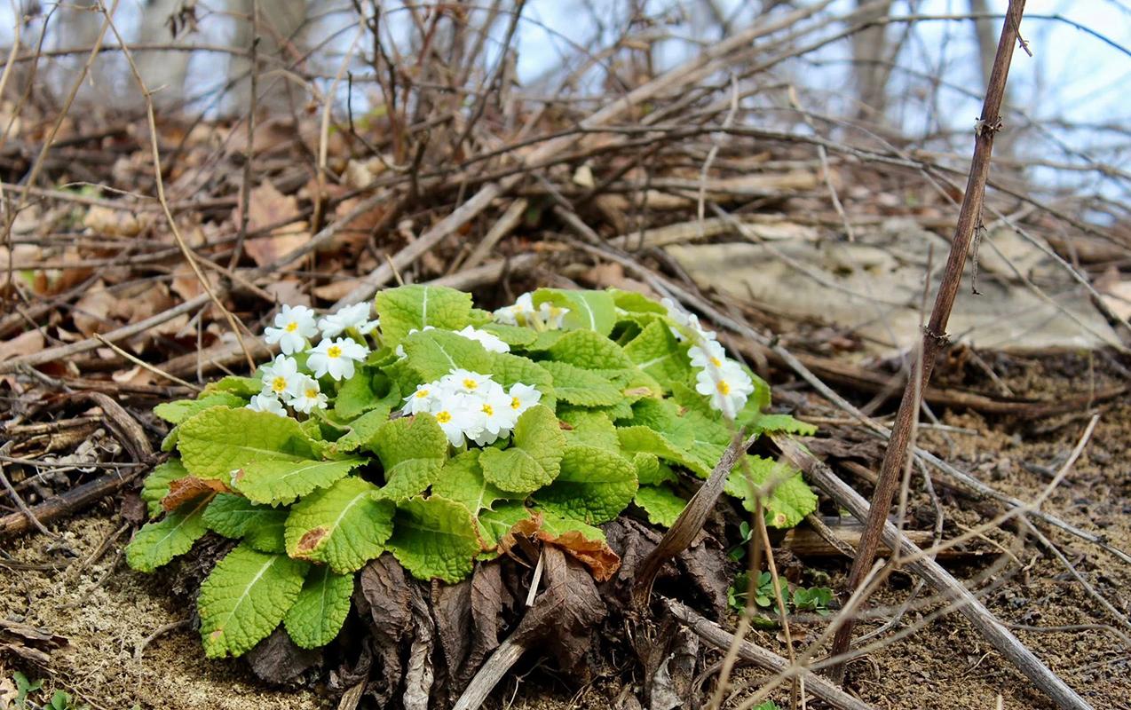 Sabah 21&deg; isti olacaq