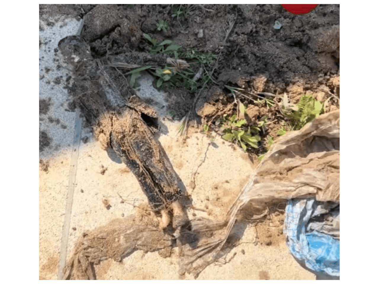 Hovuz qazırdılar, cadu TAPDILAR - VİDEO