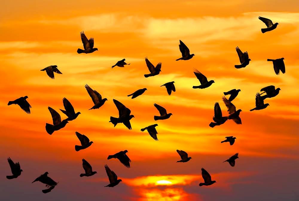 Quşlar kosmosa istilik yayır - TƏDQİQAT