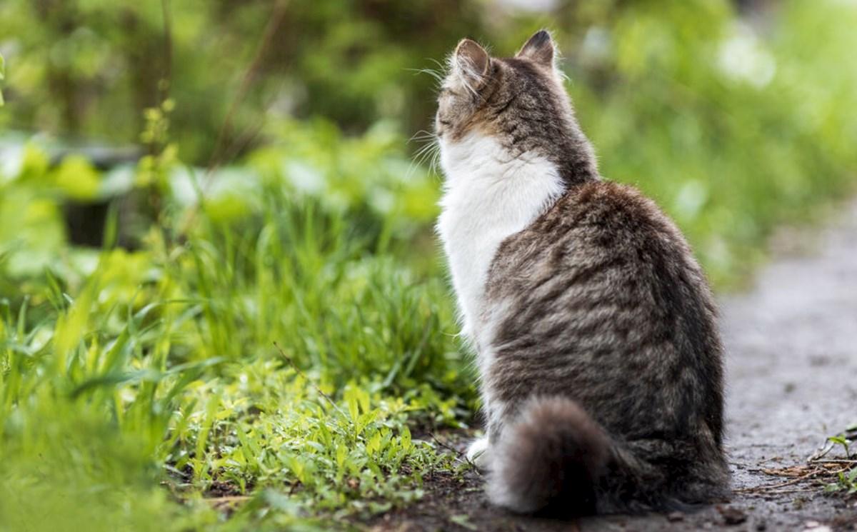 Həyətinizdə bu güllər varsa, diqqət!