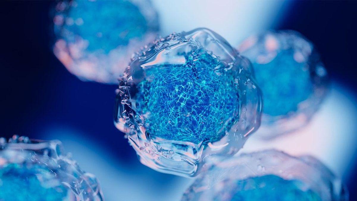 Beyni qoruyan və xərçənglə mübarizə aparan gizli qida maddəsi tapıldı