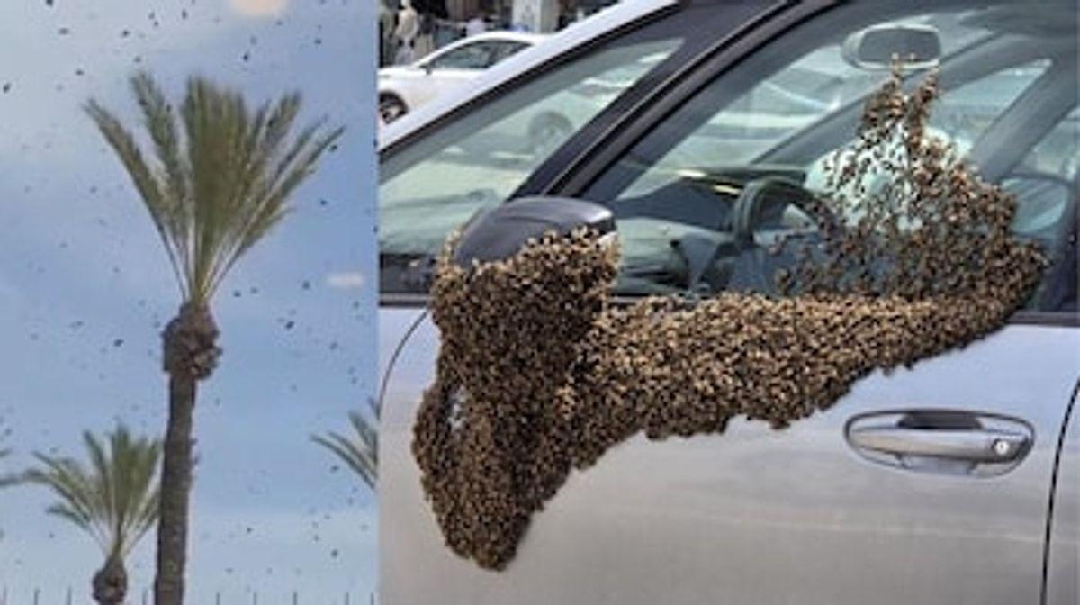 İsraildə arılar həyatı iflic etdi