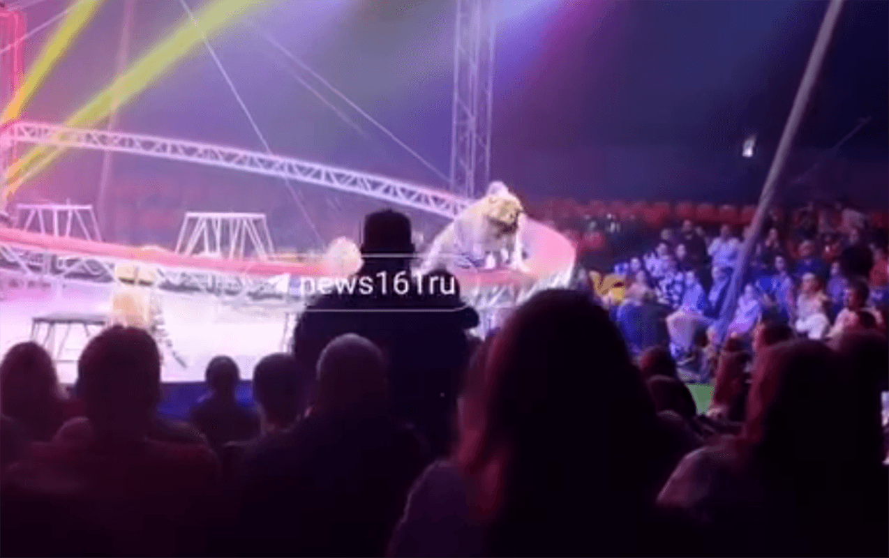 Rusiyada sirkdə pələng tamaşaçıların oturduğu zonaya girdi - VİDEO