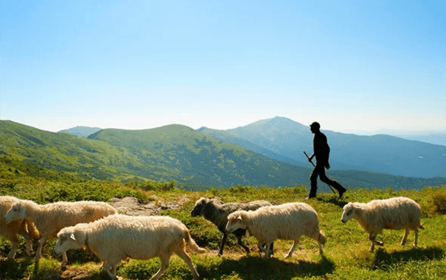 Dağda mal-qara otararkən öldü