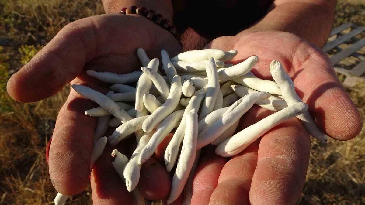 Dünyanın ən bahalı saqqızı