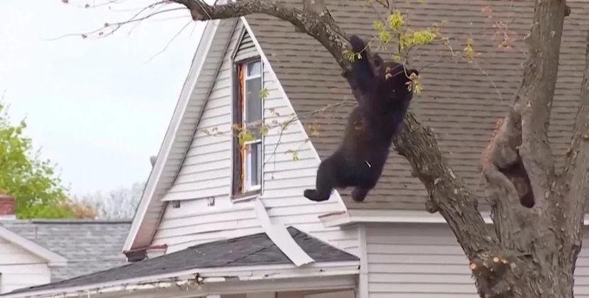 Ağacdan asılı qalan ayı 4 saat sonra xilas edildi