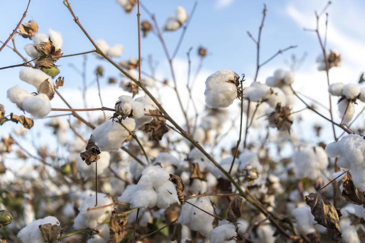 Azərbaycan pambıq istehsalını artırıb