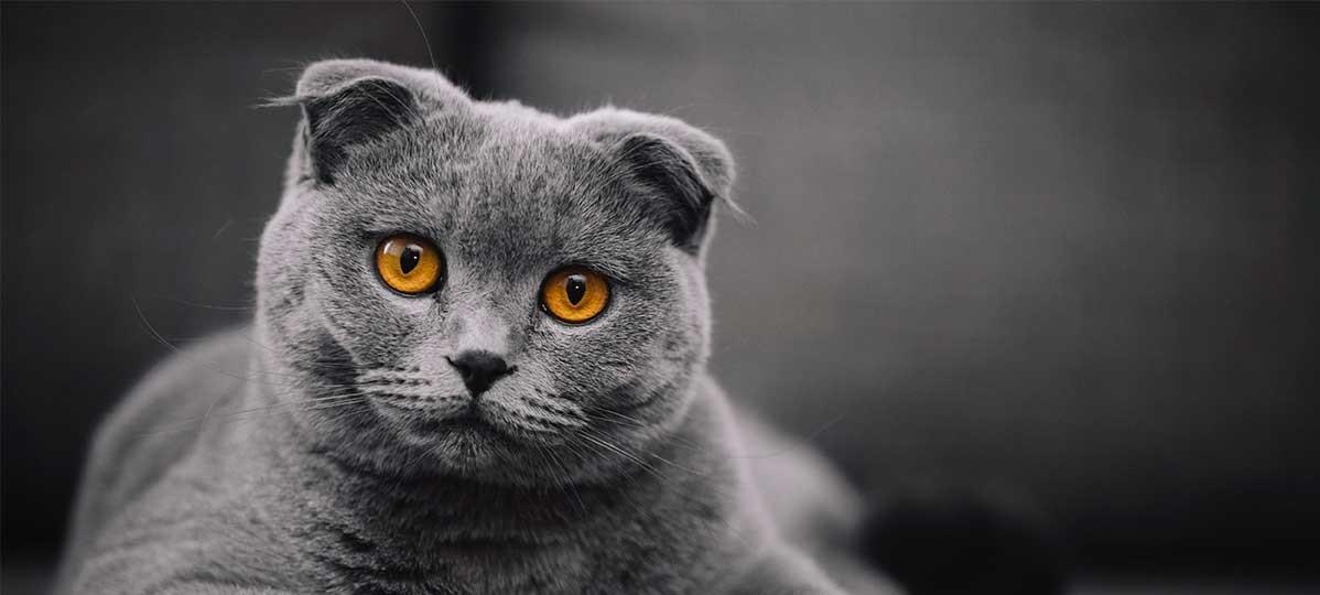 Pişiklərdə görünən qəribə "adət" - Niyə belə edirlər?